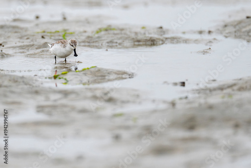 Spoon-billed sandpiper in the sand