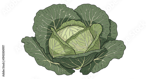 Highly detailed botanical illustration of a whole green cabbage with layered leaves, showing realistic textures and veins on white.