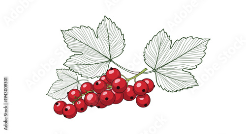 Red currant bunch with leaves illustration for botanical drawings healthy food products berry farm branding and organic recipe designs.