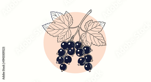 Black currant bunch with leaves illustration in a circle for juice jam packaging berry farm branding and healthy product label designs.