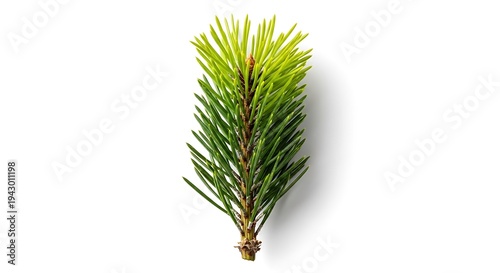 Pine branch with green needles isolated.