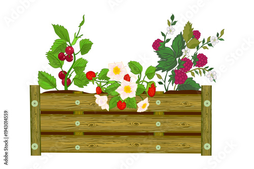 Berries in wooden raised bed. Strawberries, raspberries and cranberries grow in pot on windowsill. Home cultivation fruits and vegetables on balcony and of apartment. Balcony vegetable garden. Vector