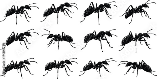 Ant silhouettes collection set, insect colony illustration, black ant crawling positions isolated, cad drawing flat vector illustration design