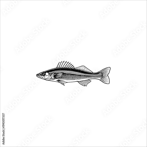 Freshwater fish sketches hand-drawn illustrations