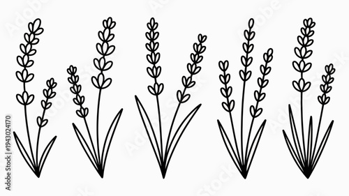 A minimalist black and white illustration showcases several lavender sprigs with delicate elongated flower buds and slender stems high quality professional detailed modern elegant stylish clean