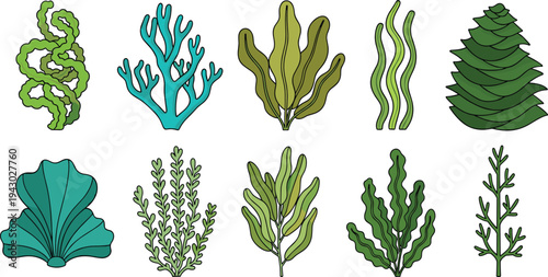 Vector Set of Seaweed and Marine Algae Icons Including Kelp Laminaria Spirulina Wakame and Underwater Sea Plants for Design Projects