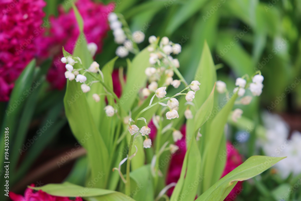 Fototapeta premium Beautiful White flowers Lilly of The Valley flowers in green leaves.