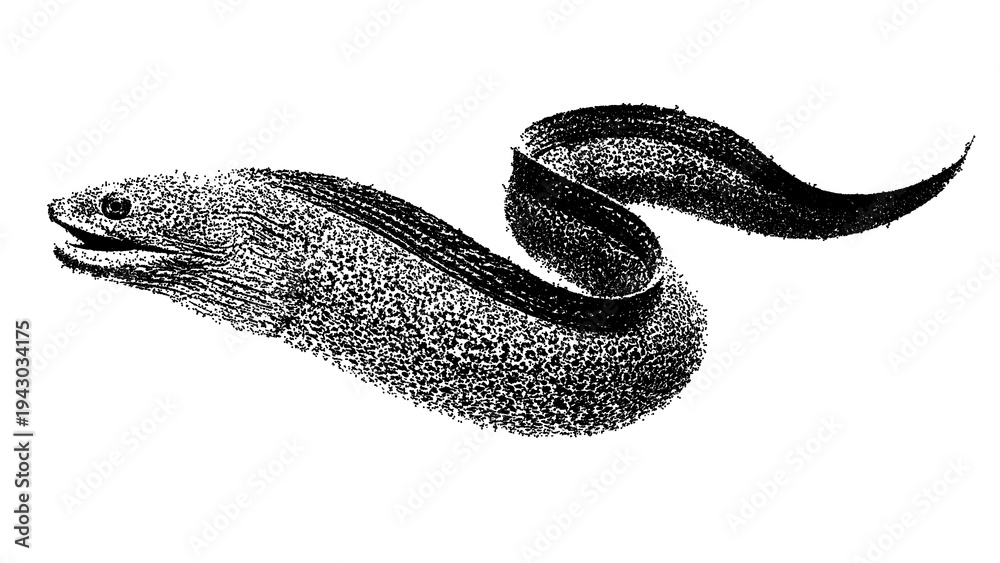 Obraz premium Black and white moray eel illustration isolated with clipping path.