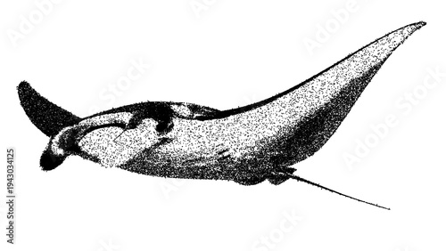 Black and white manta ray illustration isolated with clipping path.