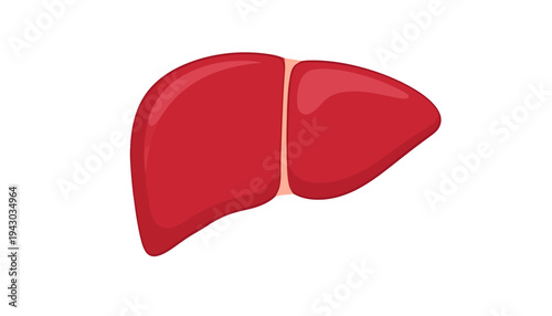 3D Red Human Liver Organ Illustration Isolated on White Medical Anatomy