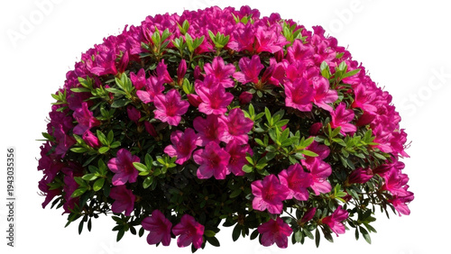 Obraz na plátně Isolated vibrant pink azalea bush with abundant flowers and green foliage, ornam