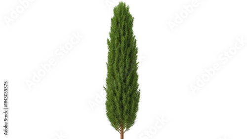 Foto Isolated beautiful slender green ornamental conifer tree with a distinctive vert