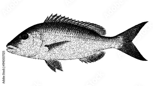 Obraz na płótnie Black and white emperor fish illustration isolated with clipping path