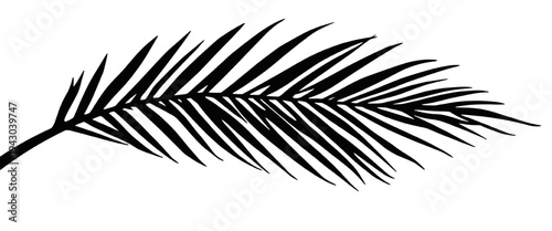 Black tropical palm leaf silhouette isolated on transparent background png, detailed botanical element ideal for summer designs, beach themes, tropical graphics and logos