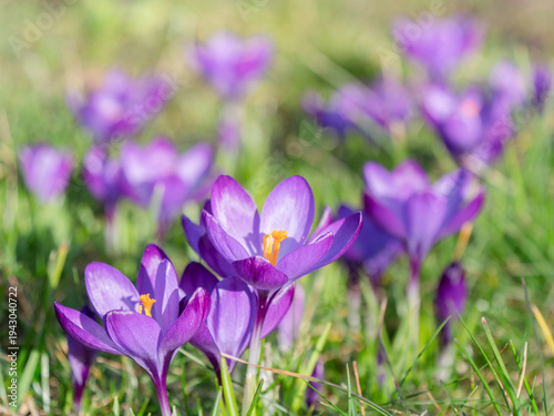 Lila Krokusse drei Blüten scharf