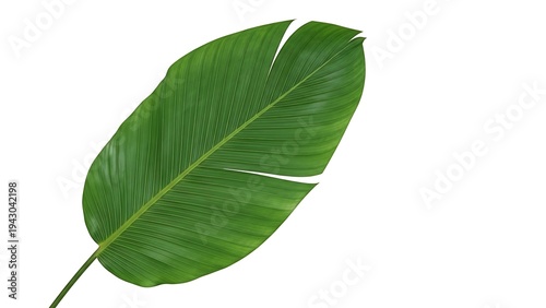 Isolated tropical bird of paradise leaf