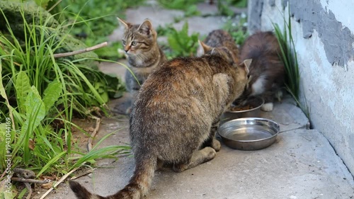 A stray cat and her kittens eat dry food on the street