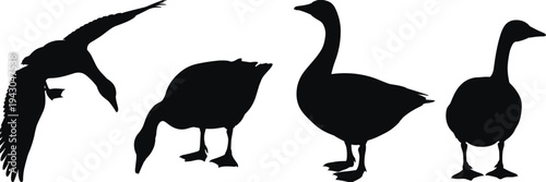 Goose Silhouettes Collection with Flying and Standing Waterfowl Birds, Black Farm and Wildlife Goose Set Isolated for Nature Design