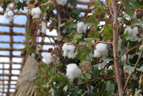 Εκτύπωση καμβά Short Staple Cotton, American upland cotton, Gossypium hirsutum, Malvaceae