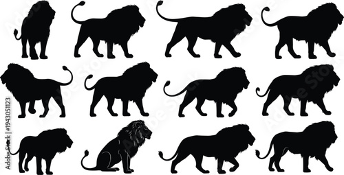Flat vector illustration of twelve lion silhouettes in different poses, wildlife animal design collection, black silhouette artwork for stock