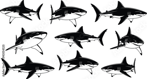 Black and white silhouette vector set of predatory great white sharks swimming in various positions for marine life design.Black and white silhouette vector set of predatory great white sharks swimmin