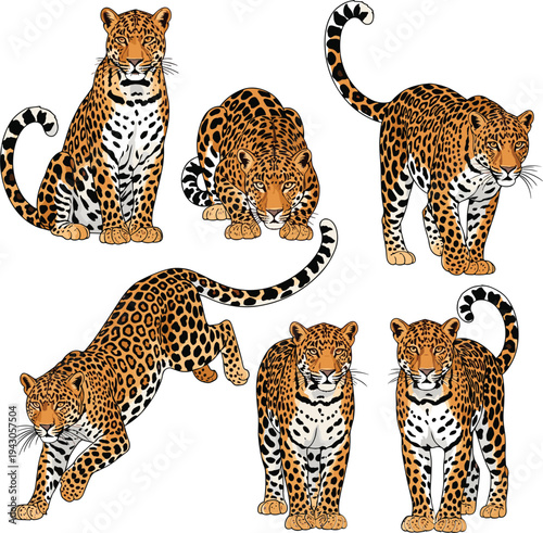 Leopard Wild Cat Cartoon Character Pose Collection with Standing Walking Sitting and Hunting Positions Isolated African Wildlife Animal Vector Illustration Set