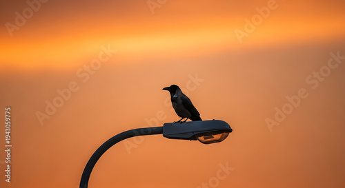Bird Silhouette Sitting on Smartphone at Sunset Sky Background.