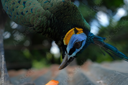 Detailed portrait of a male peacock head with majestic crest. High-resolution nature photography showcasing intricate feather textures