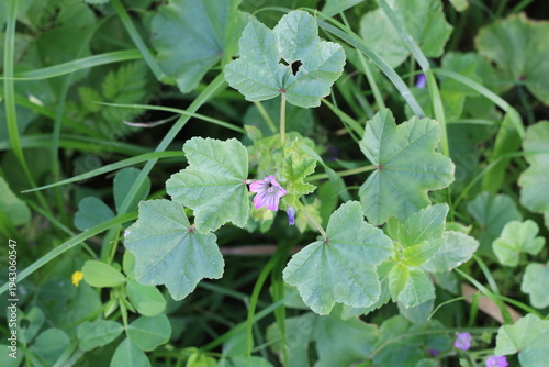 Mallow of Nice, French mallow, Mauve de Nice, Malva nicaeensis, Malvaceae