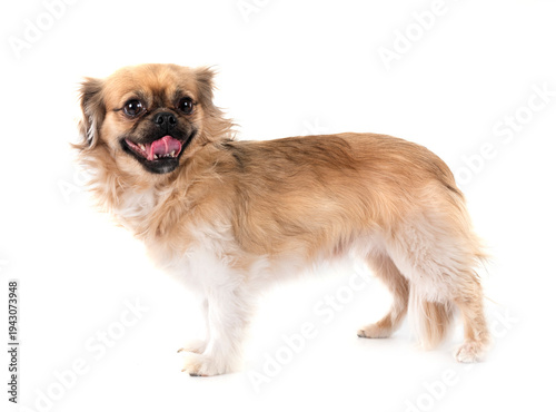 Slika na platnu Tibetan spaniel in studio