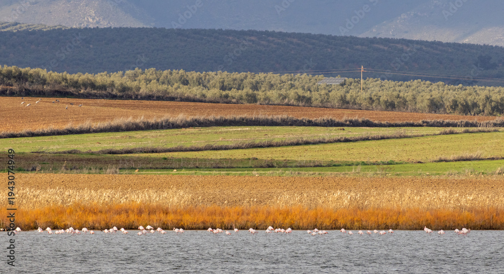 Fototapeta premium Flock of flamingoes in Laguna Dulce, part of the Lagunas de Campillos natural reserve in Andalusia, Spain; group of Eurasian Cranes in the background