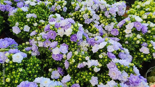 Bellflower Plena, also known as Campanula haylodgensis or Plena, is a flowering plant characterized by its distinctive double, beautiful purple flowers that resemble bells. It is popularly grown 