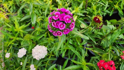 Dianthus barbatus, or Sweet William, is a popular ornamental flowering plant for gardens. Its flowers are arranged in dense clusters, are fragrant, and come in a variety of colors such as red, pink