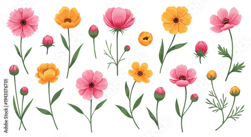 Detailed collection of cosmos flowers in pink and orange colors along with green leaves and buds for botanical art and floral design.