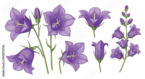 Elegant collection of purple bellflower blossoms, buds, and green stems for detailed botanical illustrations and floral arrangements.