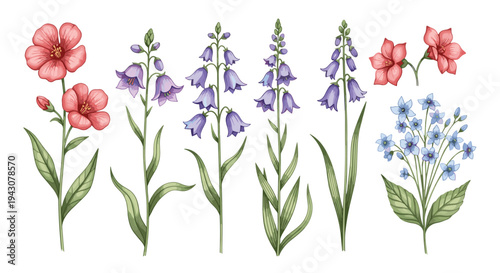 Set of detailed wildflower illustrations including blue bellflowers and red flowers with green leaves and stems on a white background.