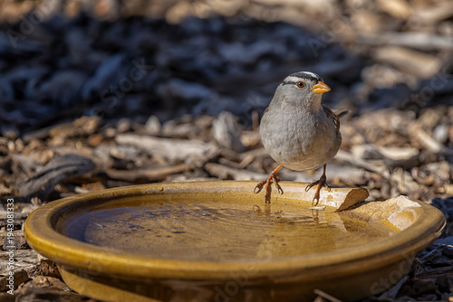 Bird visits water dish at Audubon Gardens at Chatfield in Littleton, Colorado during a sunny day.