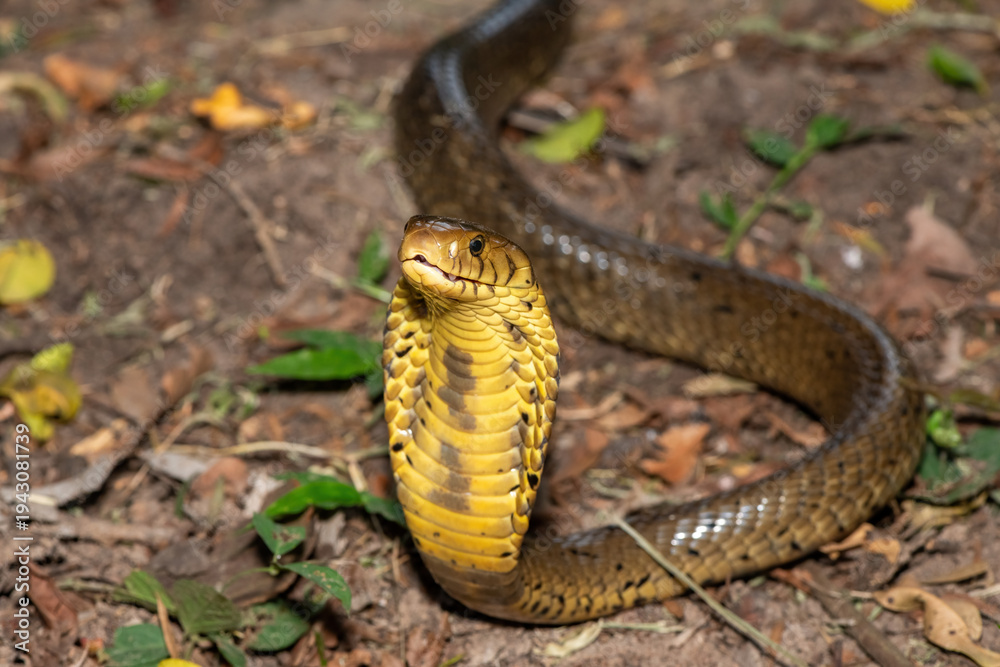 Fototapeta premium A deadly but shy brown forest cobra (Naja subfulva) displaying its signature hood in a defensive pose on a forest floor – A deadly venomous snake found in Central and East Africa