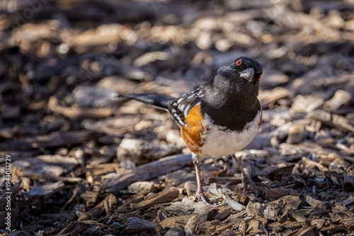 Bird seen at Audubon Gardens in Chatfield Park during a sunny winter day