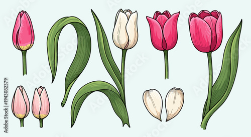 A collection of hand-drawn tulips in various stages of bloom, featuring vibrant colors and detailed leaves, ideal for floral designs