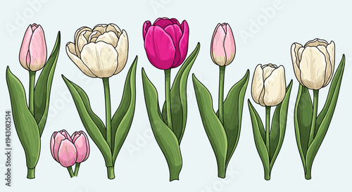 A collection of beautifully illustrated tulips in various colors and stages of bloom, featuring a modern, detailed style