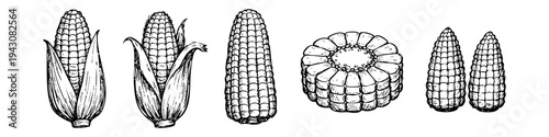 Set of hand-drawn corn cob sketches in vintage engraving style. Includes whole ears with husks, peeled cobs, and a cross-section slice. Isolated black line art on white background.