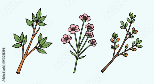 A collection of hand-drawn botanical illustrations featuring various plants and flowers in a modern style