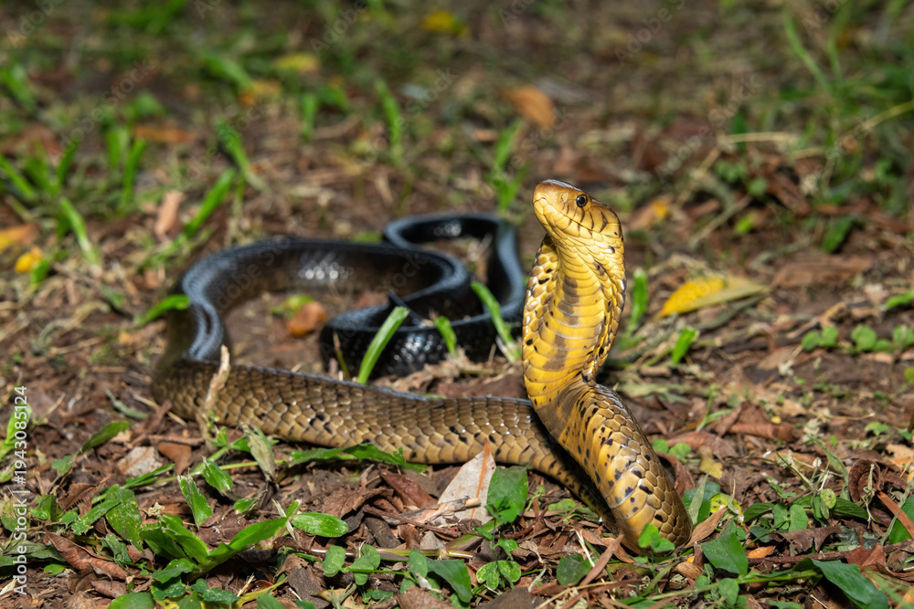 Obraz premium A deadly but shy brown forest cobra (Naja subfulva) displaying its signature hood in a defensive pose on a forest floor – A deadly venomous snake found in Central and East Africa