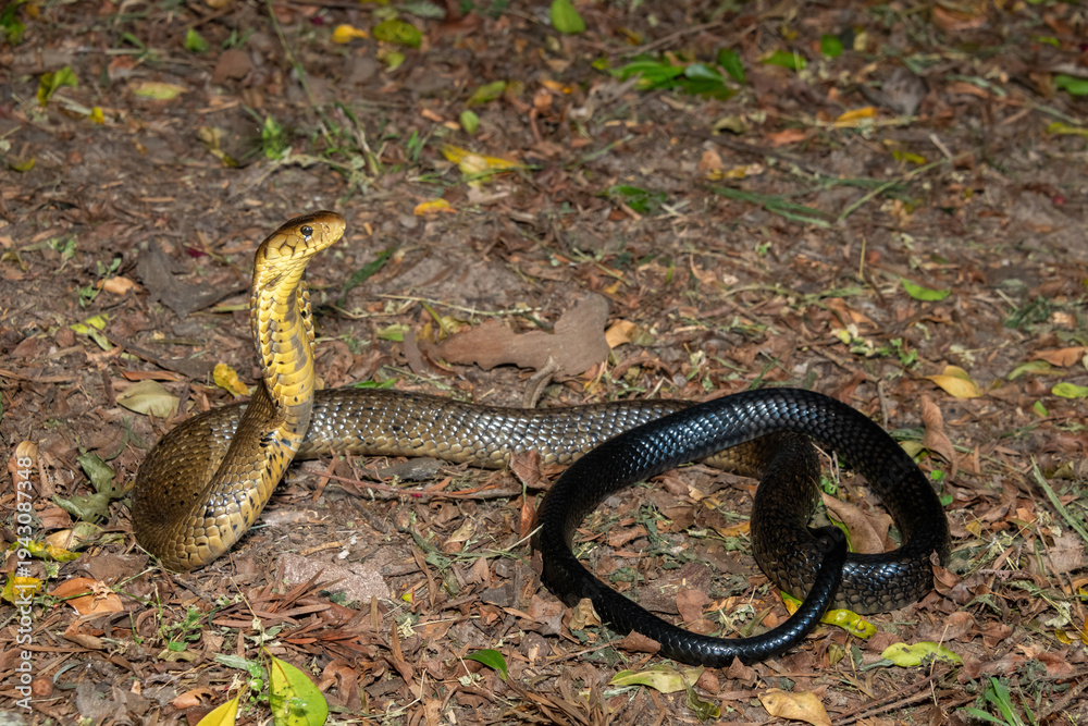 Obraz premium A deadly but shy brown forest cobra (Naja subfulva) displaying its signature hood in a defensive pose on a forest floor – A deadly venomous snake found in Central and East Africa