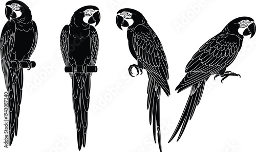 Beautiful black macaw parrot silhouette collection with detailed white line art set on white background for tropical wildlife vector design.