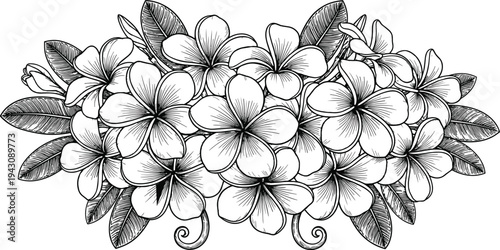 Detailed black and white botanical illustration of plumeria flowers with intricate shading and realistic leaves, perfect for tattoo design, floral art, and decorative patterns