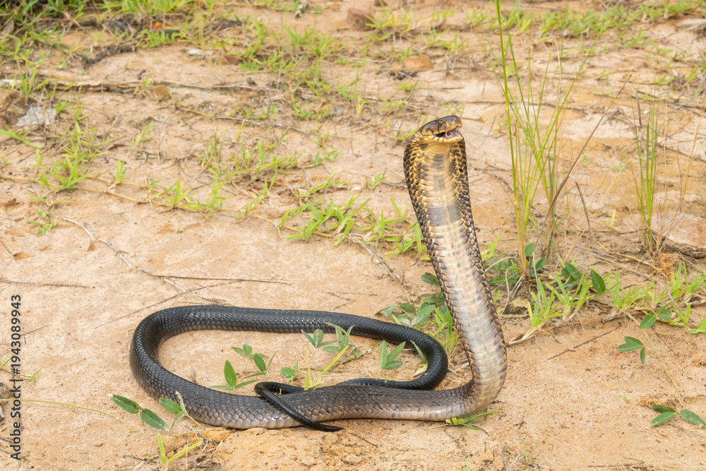 Obraz premium A deadly brown forest cobra (Naja subfulva) displaying its signature hood in a defensive pose at the edge of a coastal forest – A deadly venomous snake found in Central and East Africa