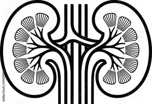 Human kidney anatomy line art vector illustration, medical organ diagram with renal structure, healthcare biology symbol isolated black design