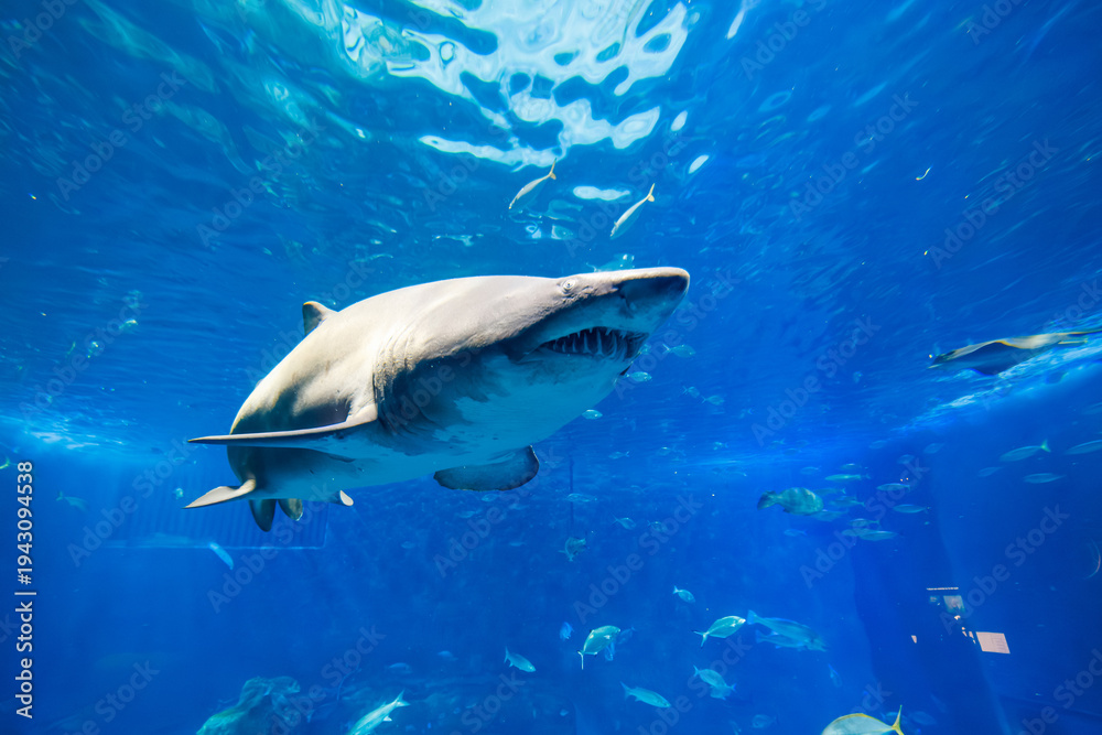 Naklejka premium Sand tiger shark swims past glass in Seville, Spain aquarium, mouth open to show ragged teeth and scarred snout, with fish and rays nearby and tunnel like perspective.